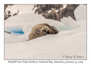 Weddell Seal