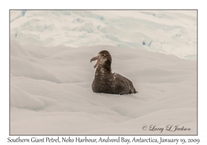 Southern Giant Petrel