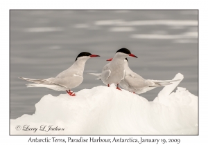 Antarctic Terns