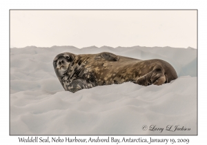 Weddell Seal