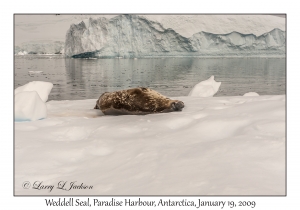 Weddell Seal