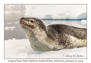 Leopard Seal