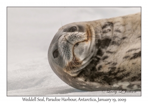 Weddell Seal