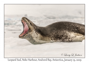 Leopard Seal