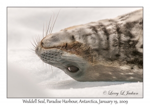 Weddell Seal