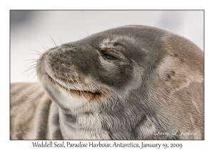 Weddell Seal