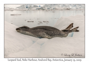 Leopard Seal