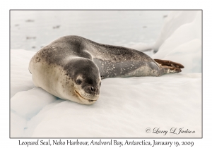 Leopard Seal