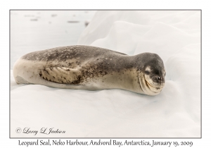 Leopard Seal