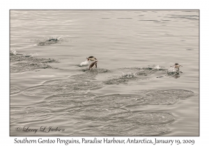 Southern Gentoo Penguins