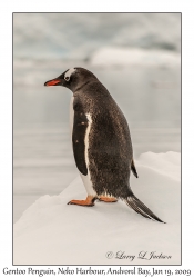 Southern Gentoo Penguin