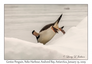 Southern Gentoo Penguin