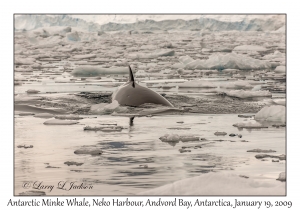 Antarctic Minke Whale