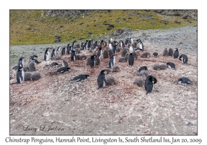 Chinstrap Penguins & juveniles