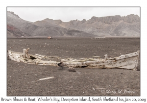 Brown Skuas & Boat