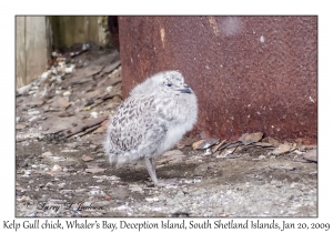 Kelp Gull chick