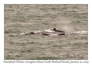 Humpback Whales