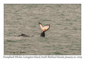 Humpback Whales