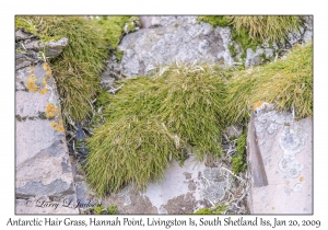 Antarctic Hair Grass