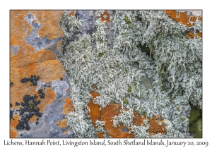 Lichens