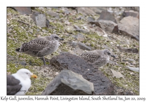 Kelp Gull juveniles