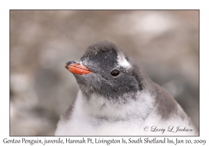 Southern Gentoo Penguin