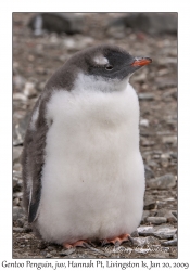 Southern Gentoo Penguin