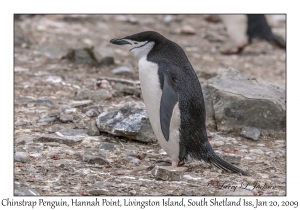 Chinstrap Penguin