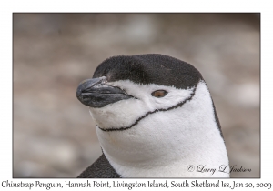 Chinstrap Penguin