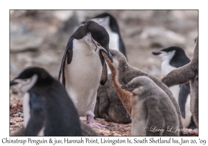 Chinstrap Penguin feeding juvenile