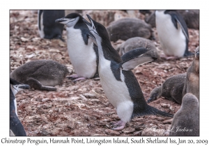 Chinstrap Penguin