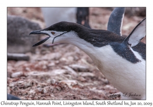 Chinstrap Penguin