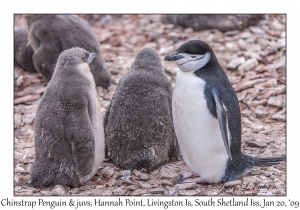 Chinstrap Penguin & juveniles