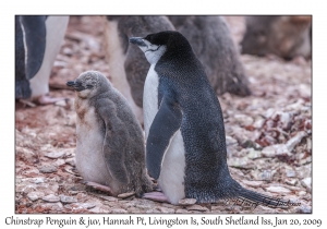 Chinstrap Penguin & juvenile