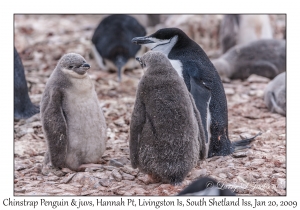 Chinstrap Penguin & juveniles