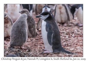 Chinstrap Penguin & juveniles