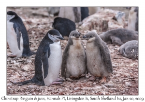 Chinstrap Penguin & juveniles