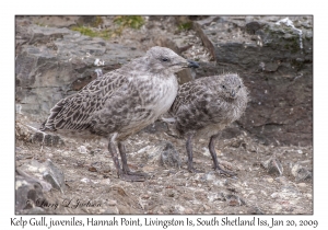 Kelp Gull juveniles