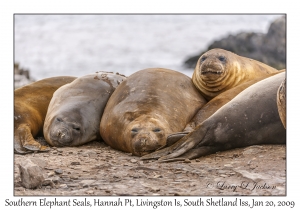 Southern Elephant Seals