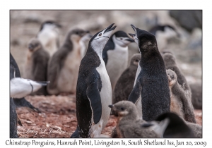 Chinstrap Penguins