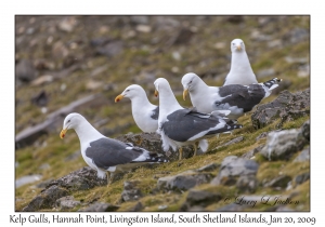 Kelp Gulls