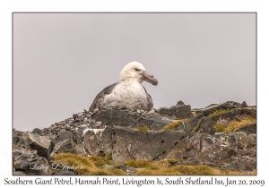 Southern Giant Petrel