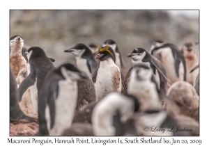 Macaroni Penguin