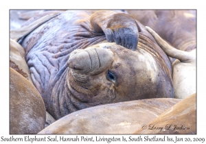 Southern Elephant Seal