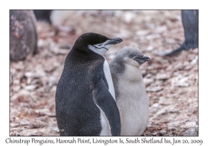 Chinstrap Penguin & juvenile