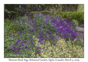 Mexican Bush Sage