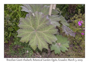 Brazilian Giant-rhubarb