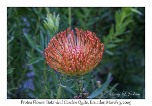 Protea Flower