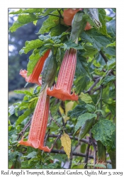 Red Angel's Trumpet