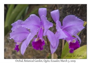 Orchid